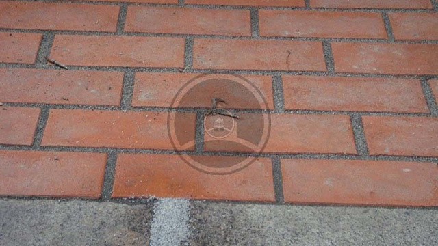 , trotuarnaya_plitka, krasnyy_pyestryy, landshaftnyy_dizayn